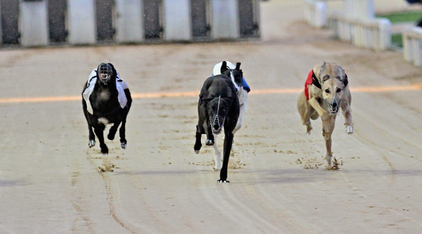 Rachel Wheeler Greyhounds | Tipperary