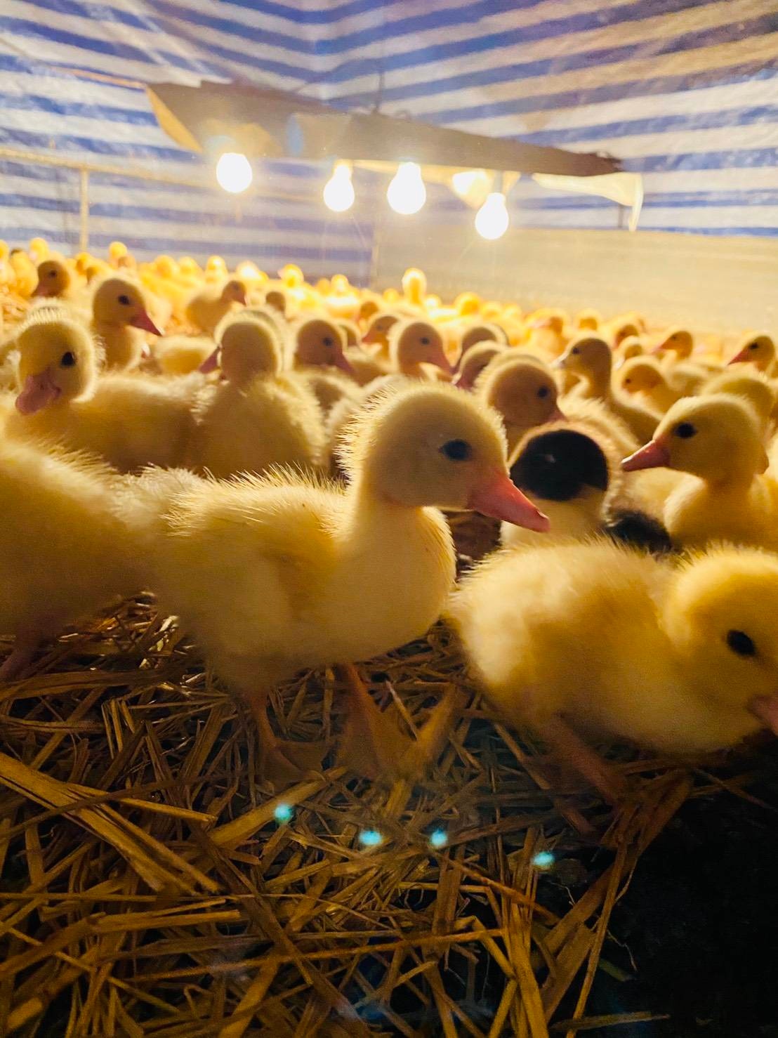 Khun Sun Farm ฟาร์มคุณซัน ฟาร์มเป็ดมาตรฐาน ครบวงจร