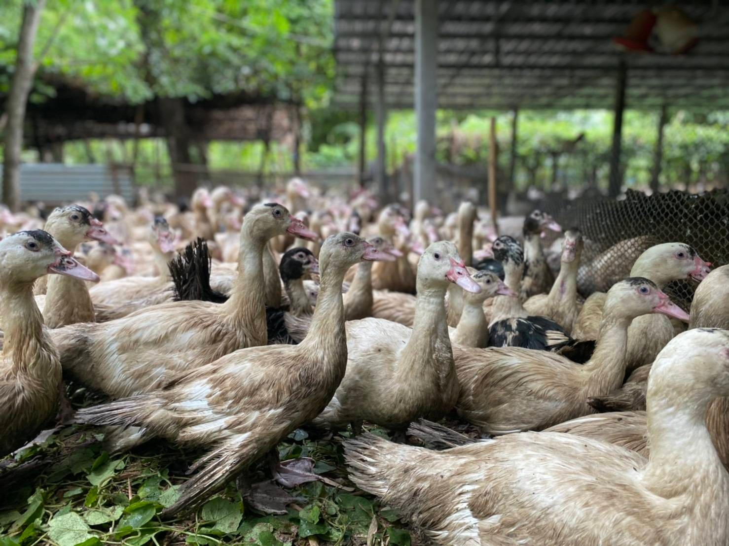 Khun Sun Farm ฟาร์มคุณซัน ฟาร์มเป็ดมาตรฐาน ครบวงจร
