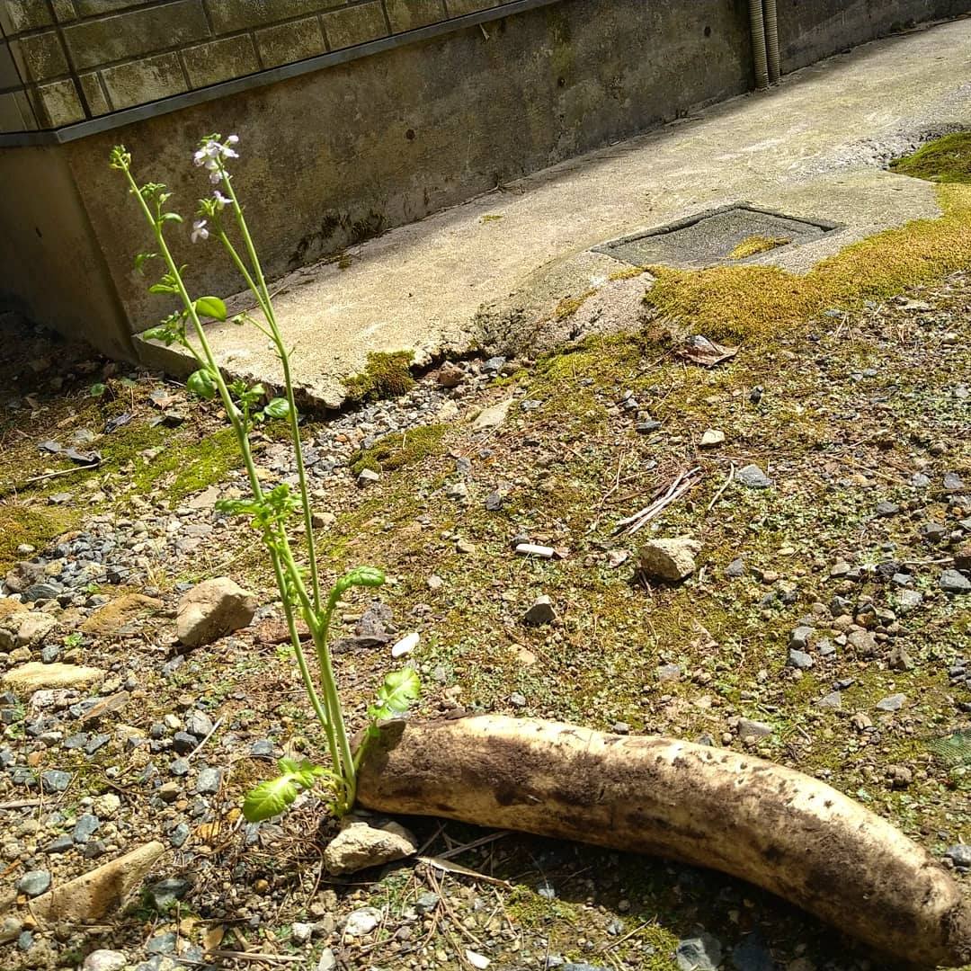民宿たばこや - その昔蚕を飼っていた時に桑の鮮度がおちないように桑の葉をムロの中に入れて置いたそうな。養蚕のオフシー... | Facebook