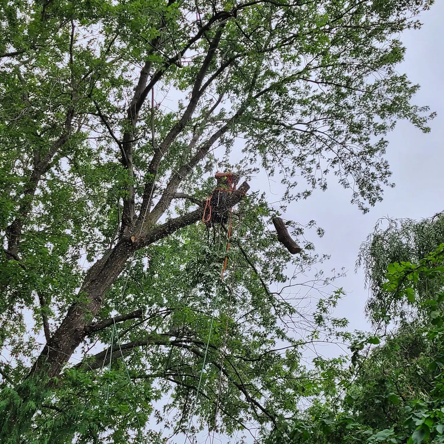 BigLeaf Tree Service | Toronto ON