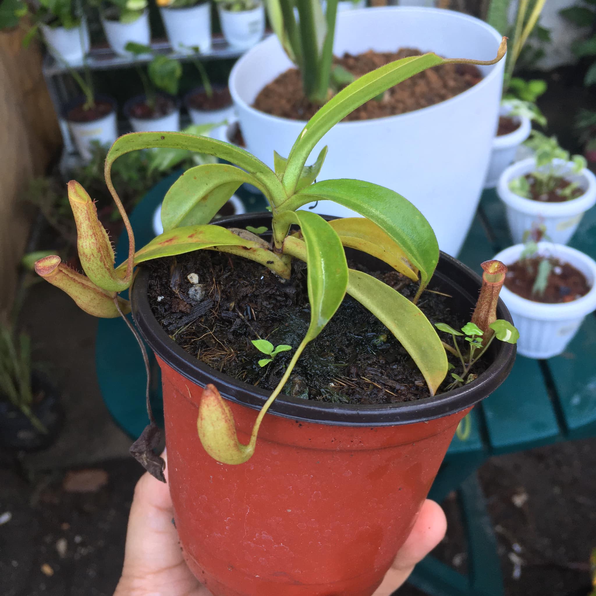 Plants R Us -Manila
