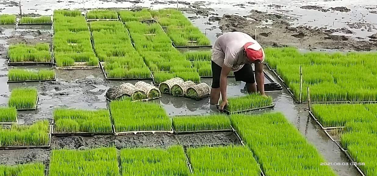 RCEF-Seed Program Update! Aktibong... - DA-PhilRice Isabela