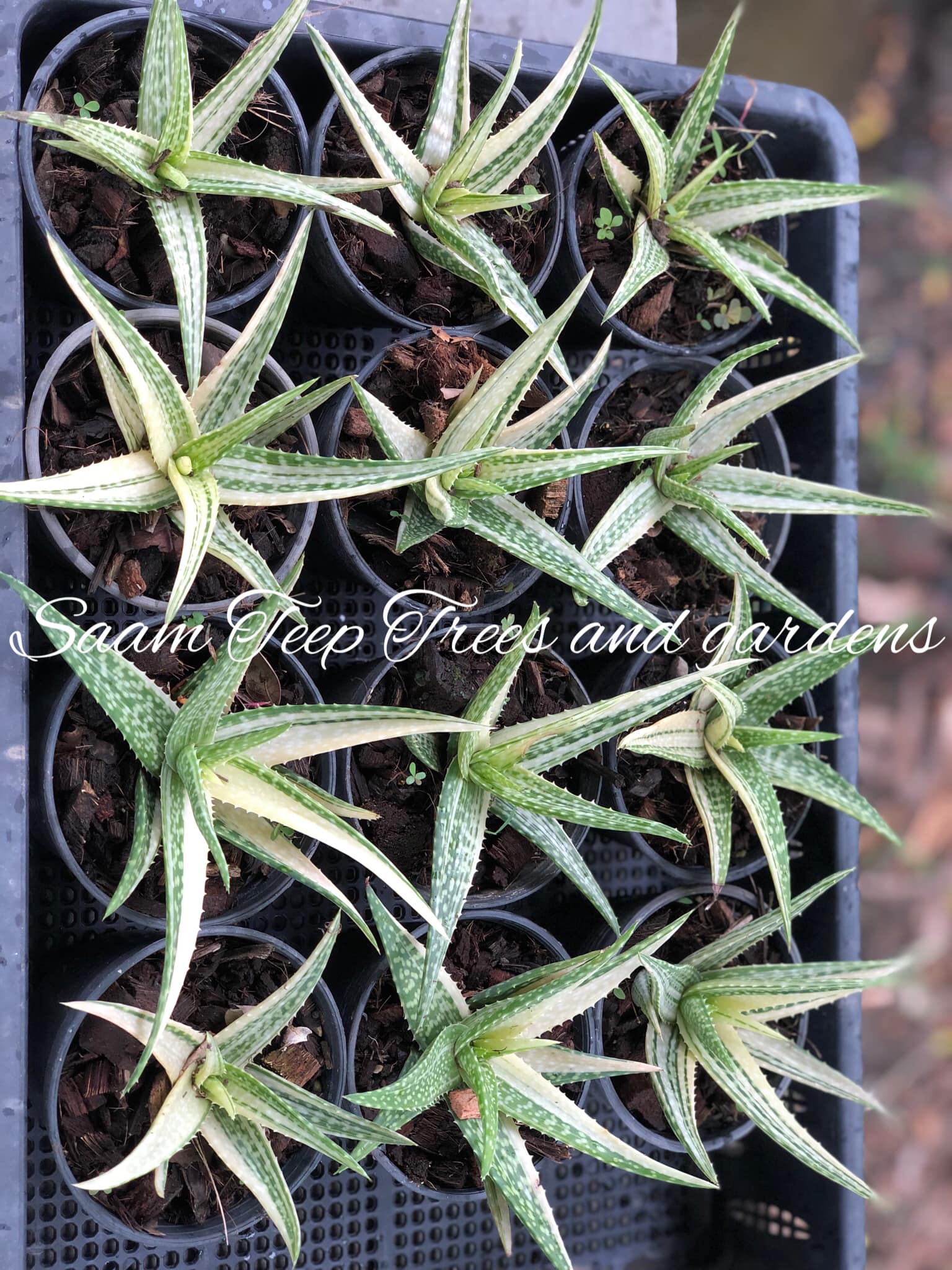Aloe vera reverse variegated... - Saam Teep Trees and gardens