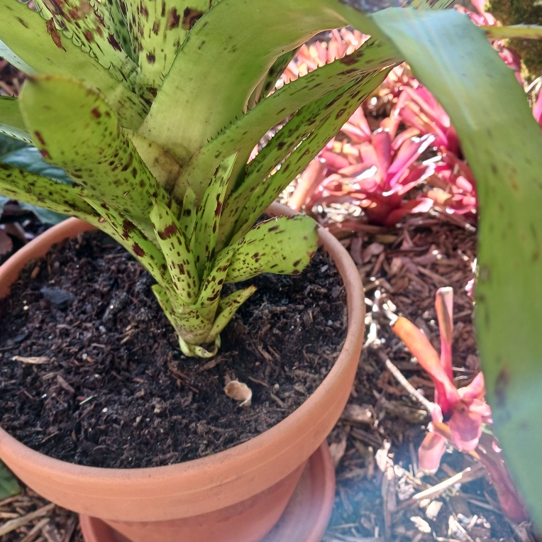 Aechmea freckles bromeliad's colorful beauty