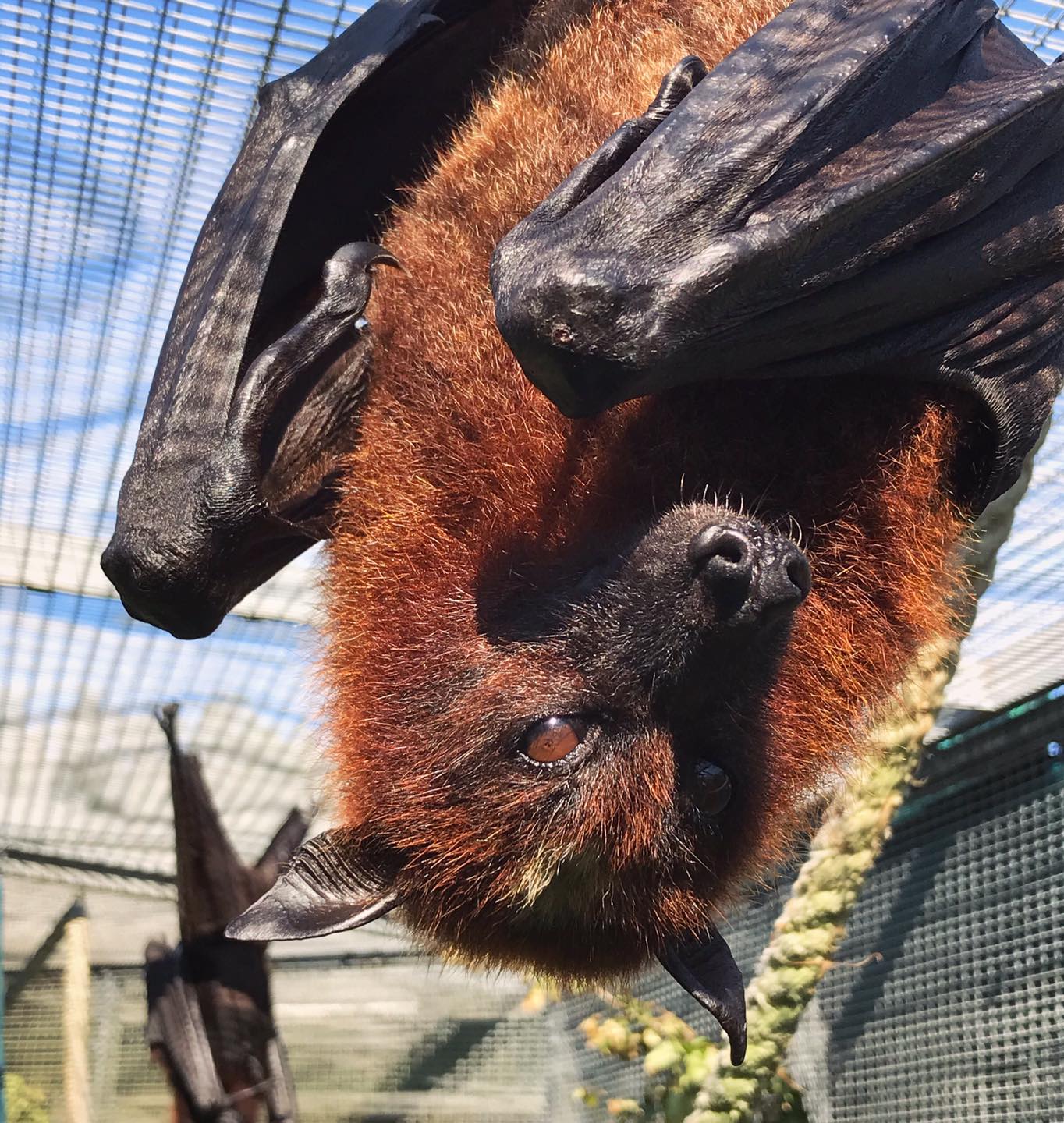 🌸 This beautiful lady is Bloom.... - Lubee Bat Conservancy | Facebook