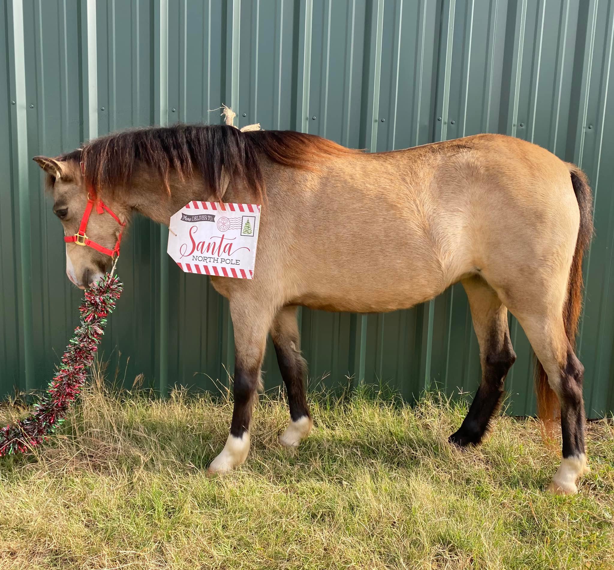SOLD Let’s make some magic happen... - Kickapoo Ponies Texas | Facebook
