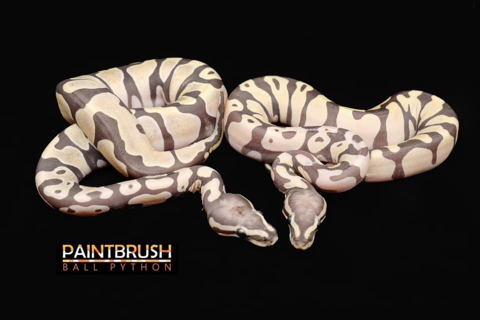Paintbrush Ballpythons