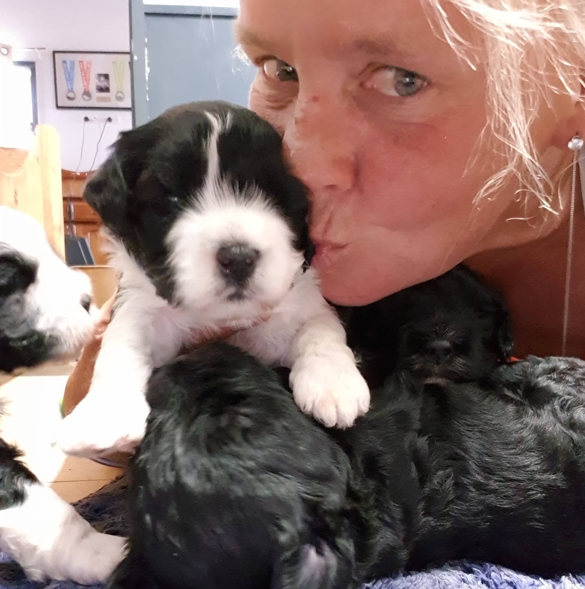Go down that rabbit hole of finding the right dog training class for ...