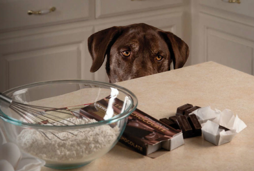 Safe Chocolate Consumption In Dogs photo