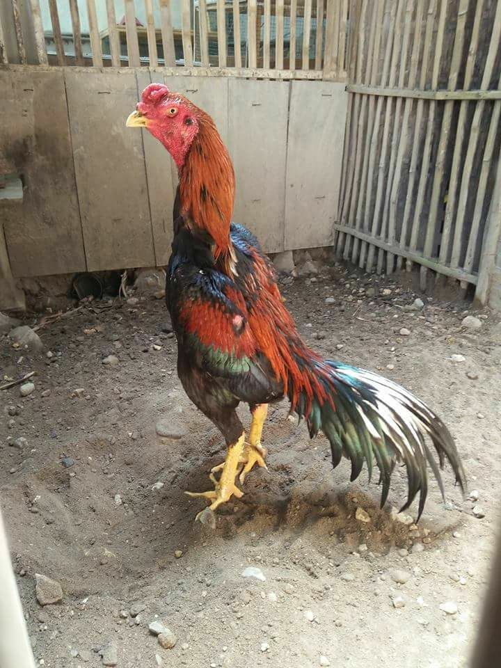 Ayam Untulan | Ngawinan