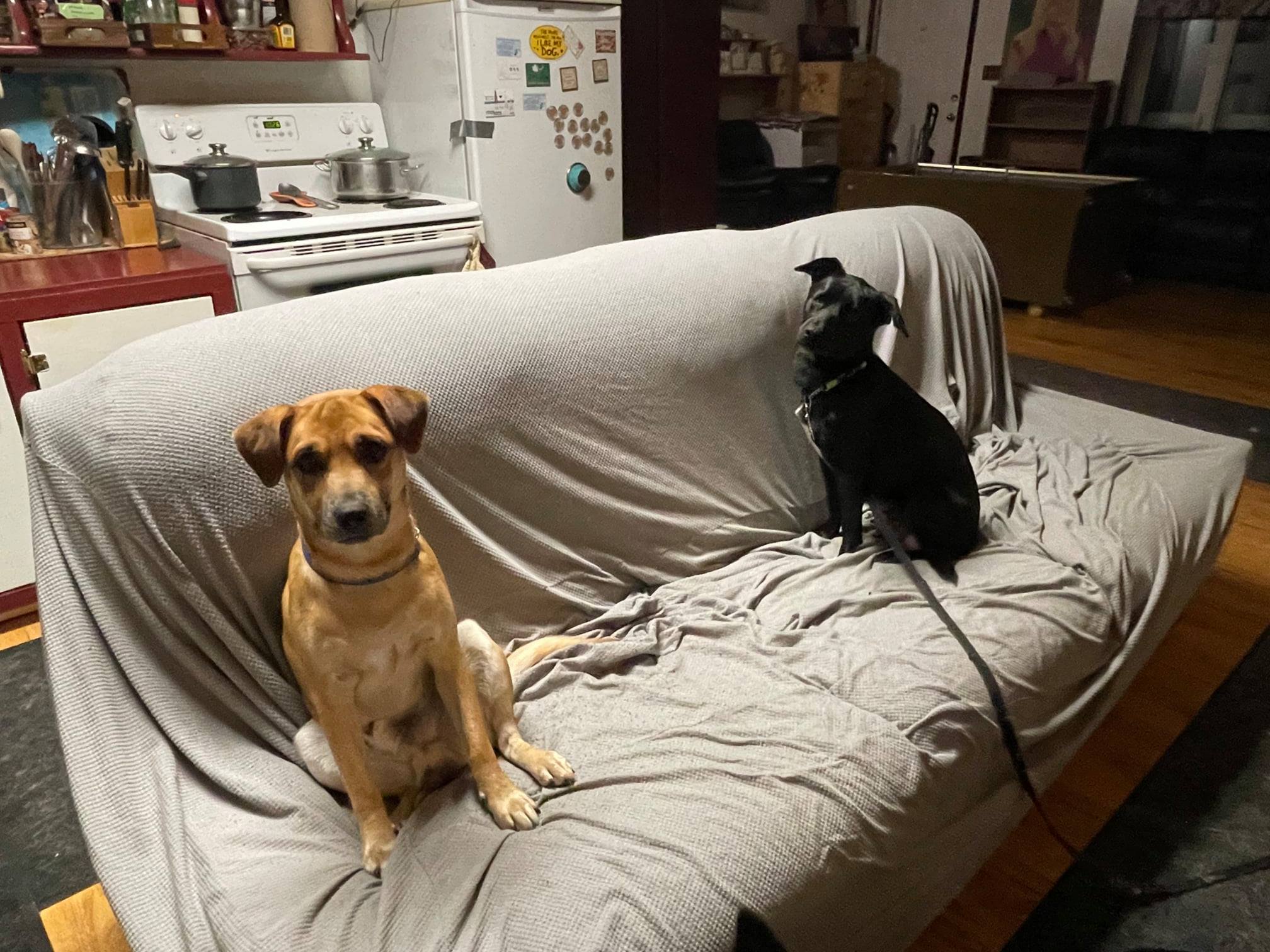 Curated visual reference: Visual Reference: Yukon Animal Rescue Yukon Animal Rescue Network