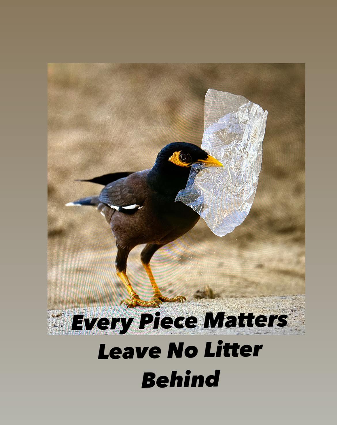 Trash - Common Myna with plastic found on the beach in Oahu, Hawaii It ...