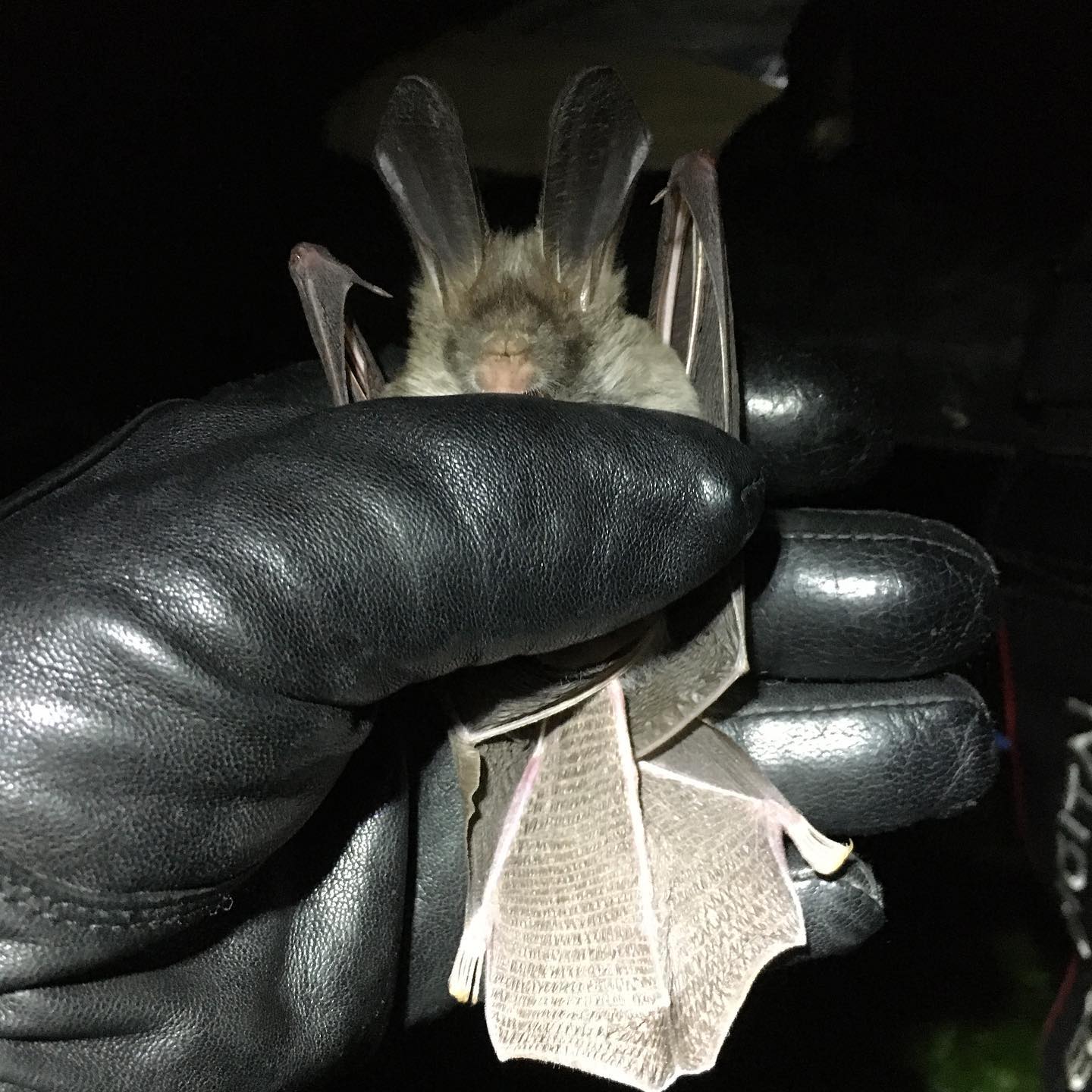 The ABC Team have been busy... - African Bat Conservation | Facebook