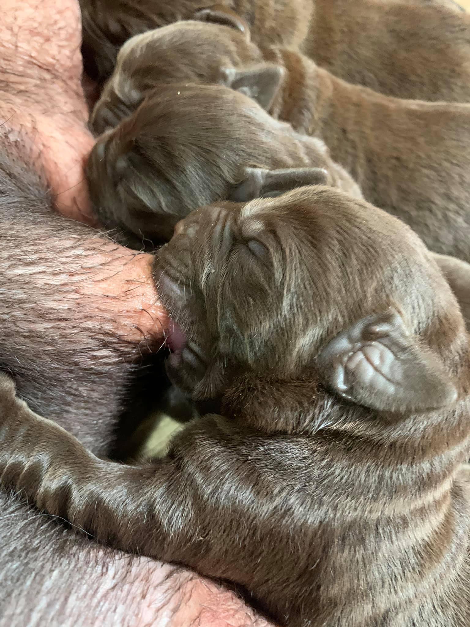 Kuwait Labrador Retriever Kennel | Kuwait City