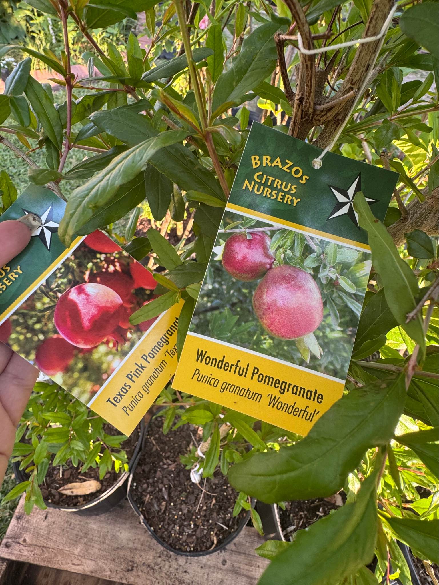 Fruit trees for sale jujube sugar cane, fuyu persimmon, guava , pear ...