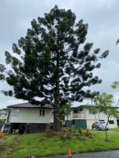 Vince's Tree Services - Home