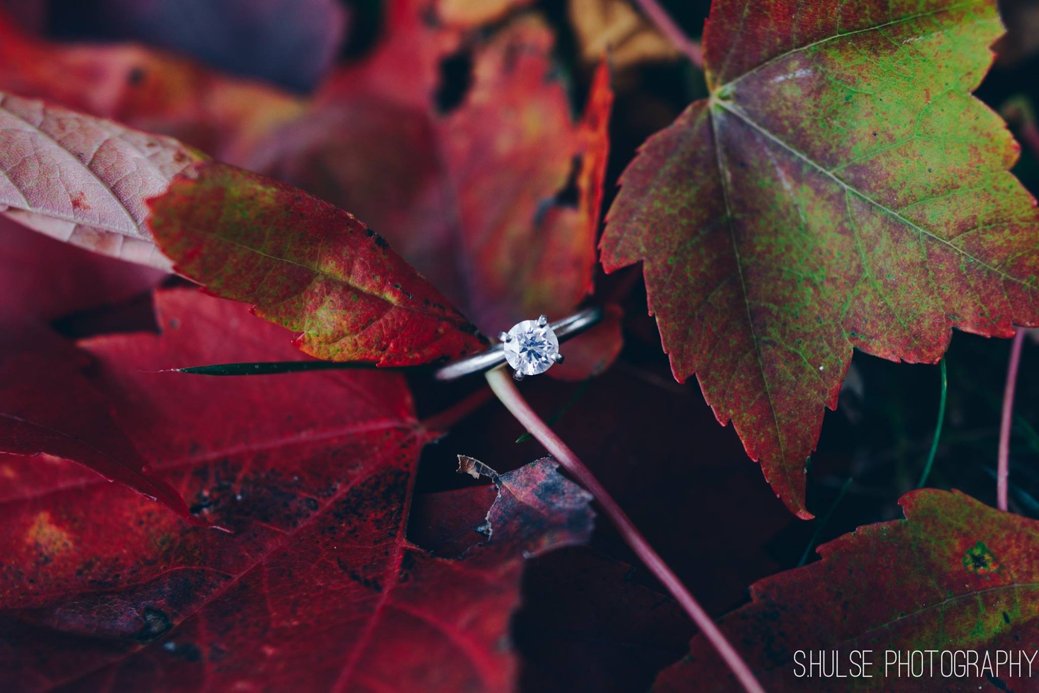 Jeff Scheerer Photography... - Jeff Scheerer Photography