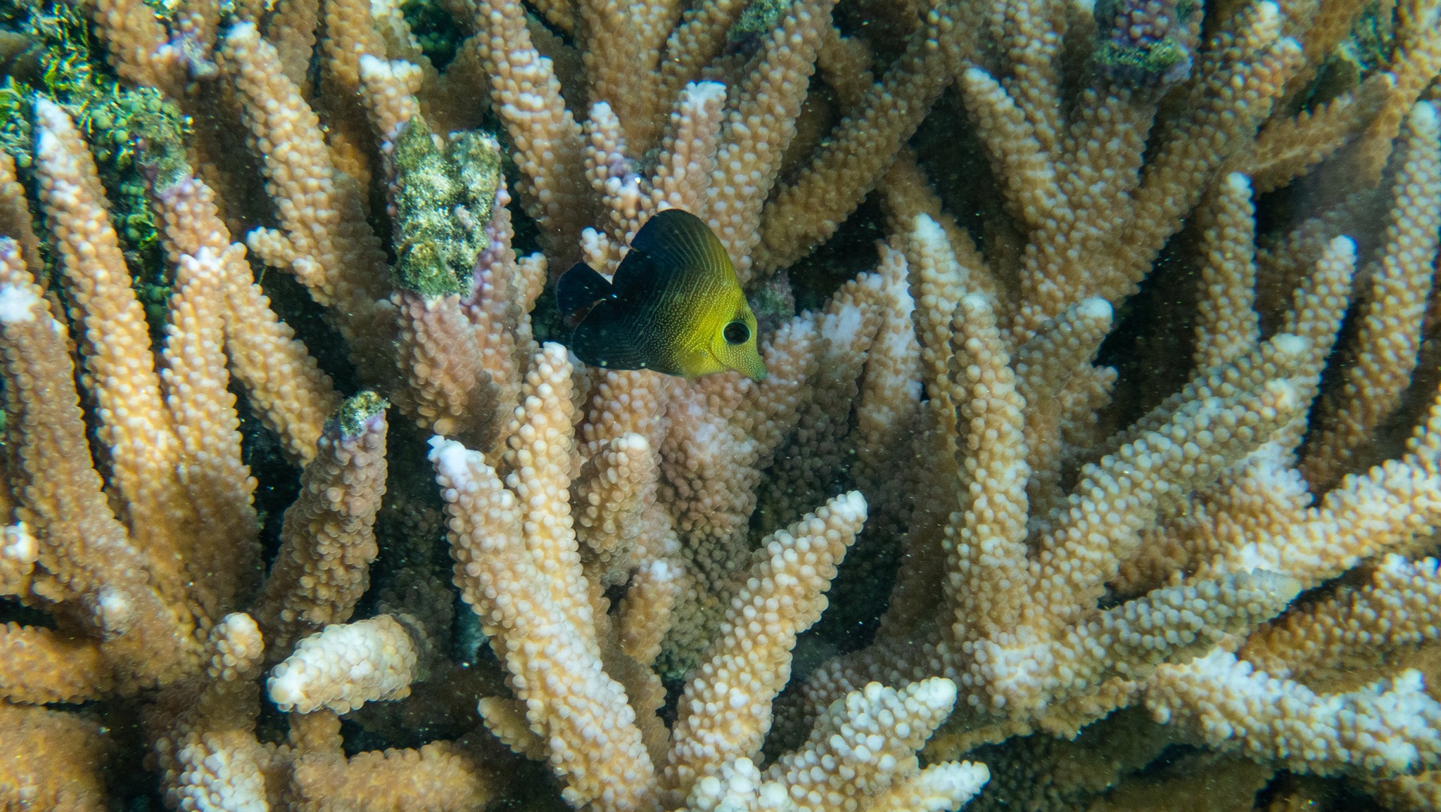 NOAA - This is a juvenile Brushtail Tang (Zebrasoma scopas), also known ...