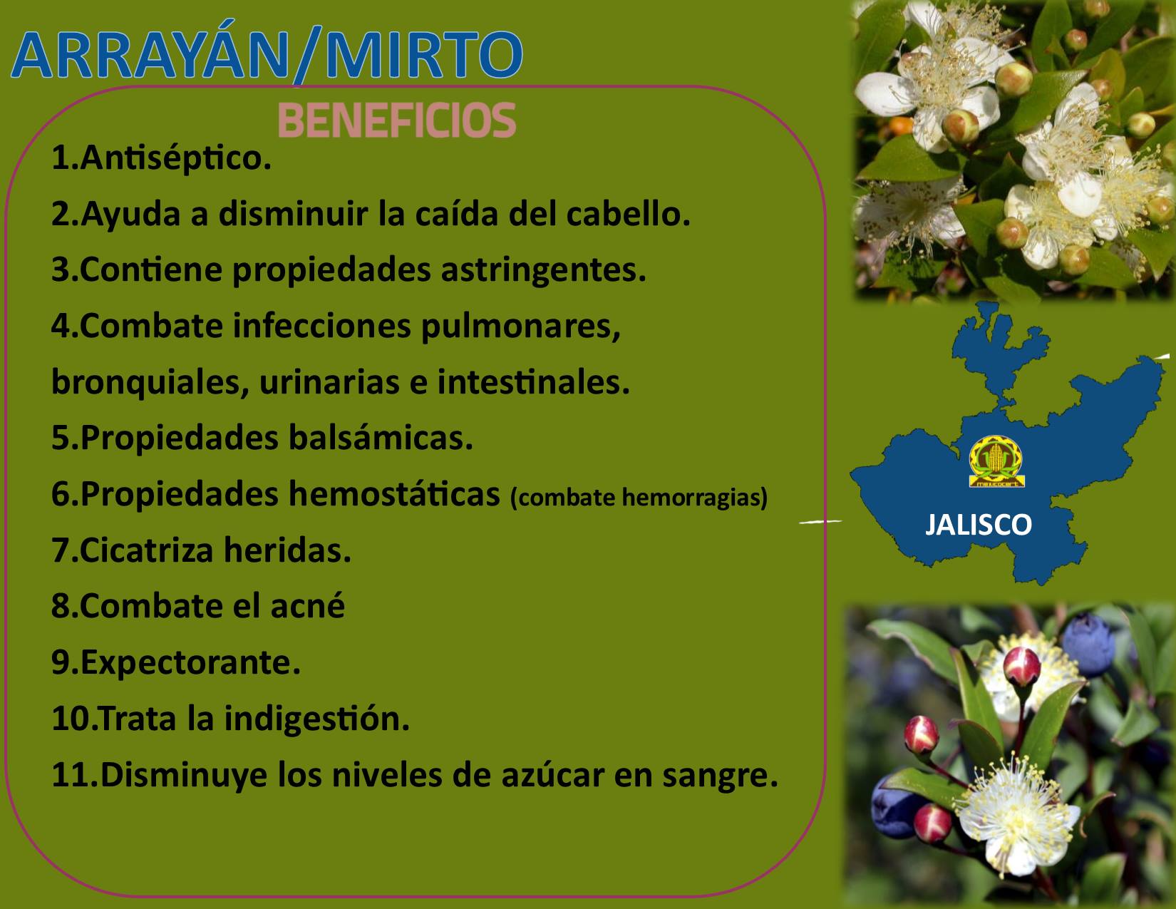 👉El nombre Arrayán... - México Certificadora Orgánica | Facebook