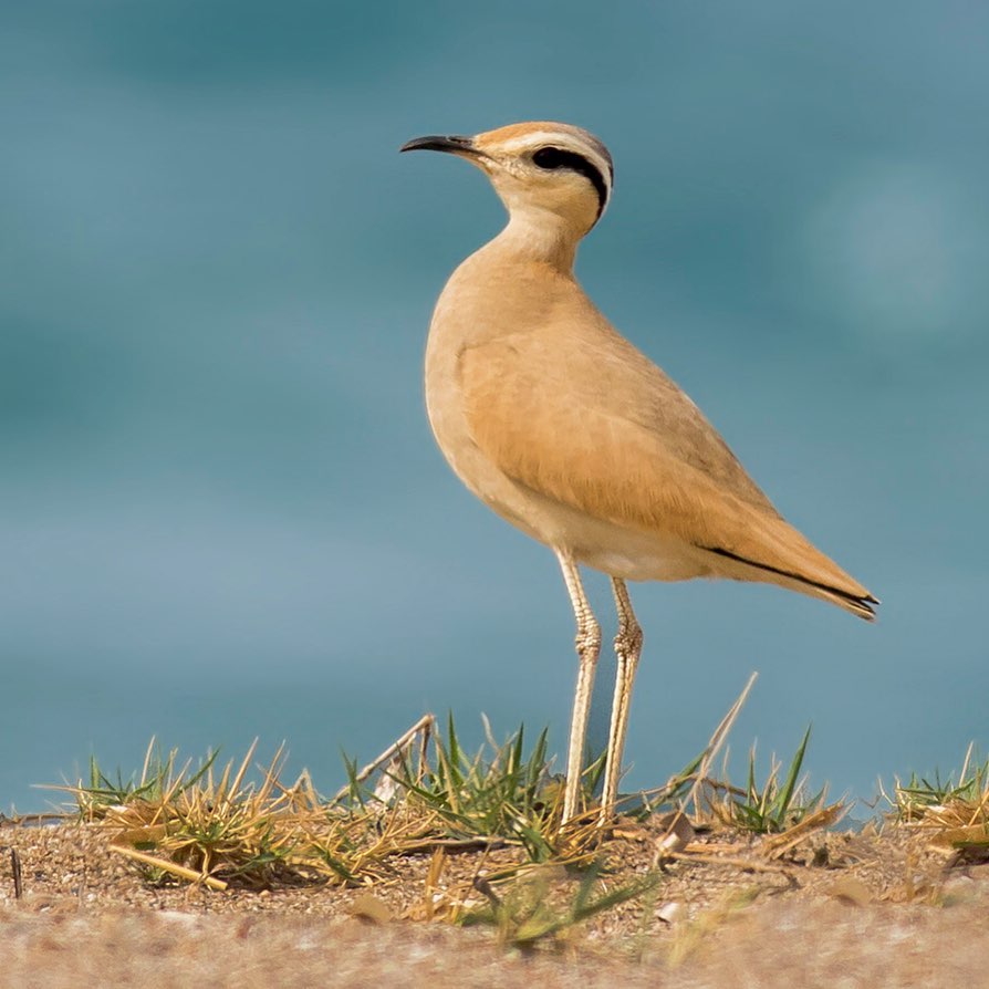 TRAKUS - Çölkoşarı / Cream-colored Courser / Cursorius cursor Ayrıntılı ...