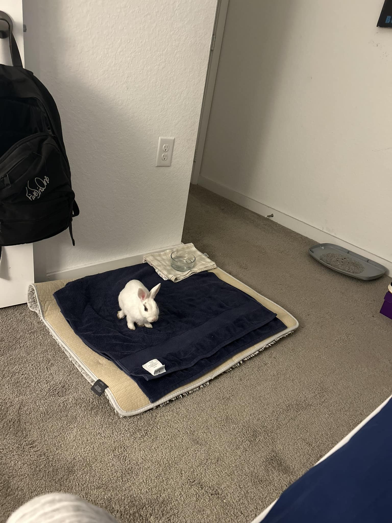Found this little guy in the mason apartment complex in Port St. Lucie