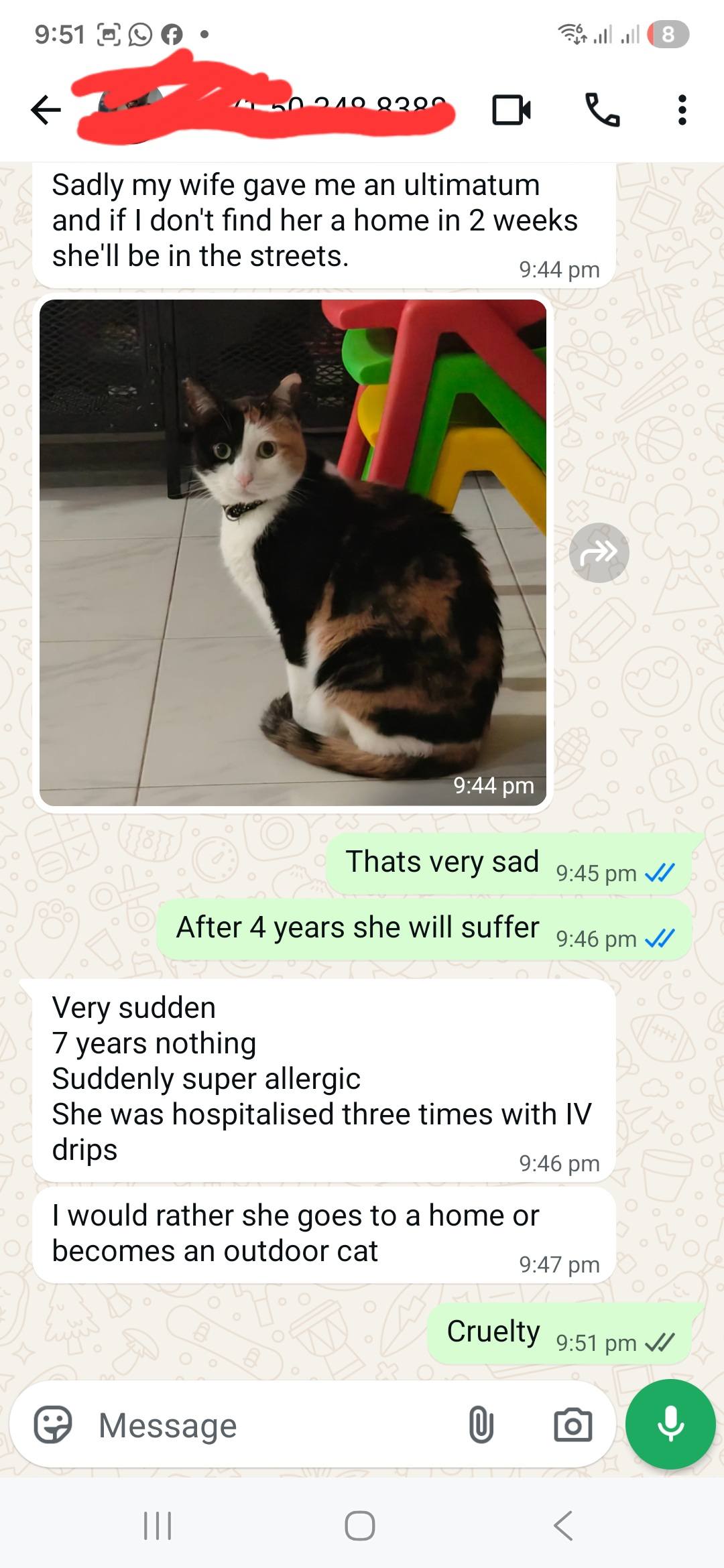 Urgent rescue needed for 4-year-old ragdoll cat with skin condition