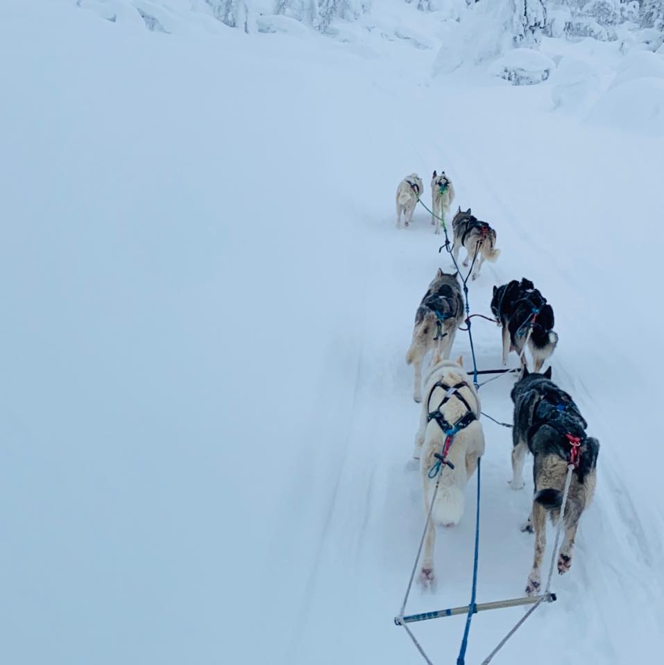 Life in Lapland doesn’t always go according to plan. Yesterday, we ...