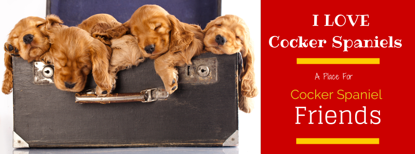 Sammy the Cocker Spaniel - A HUGE and HEARTFELT Father's Day shout out ...