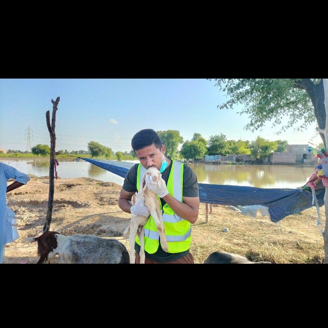 Livestock Hub Sindh | Free Mass Vaccination Camp Report | Facebook