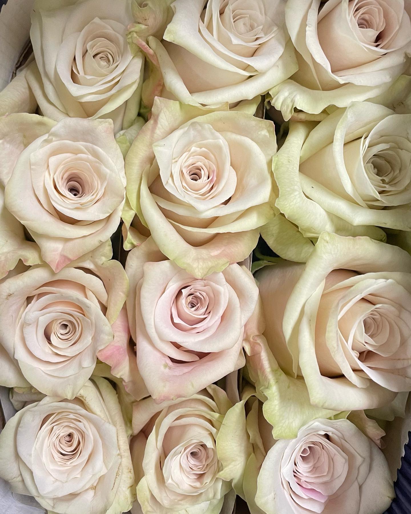 Meet Sandy Another variety... - Marvin's Wholesale Florist | Facebook