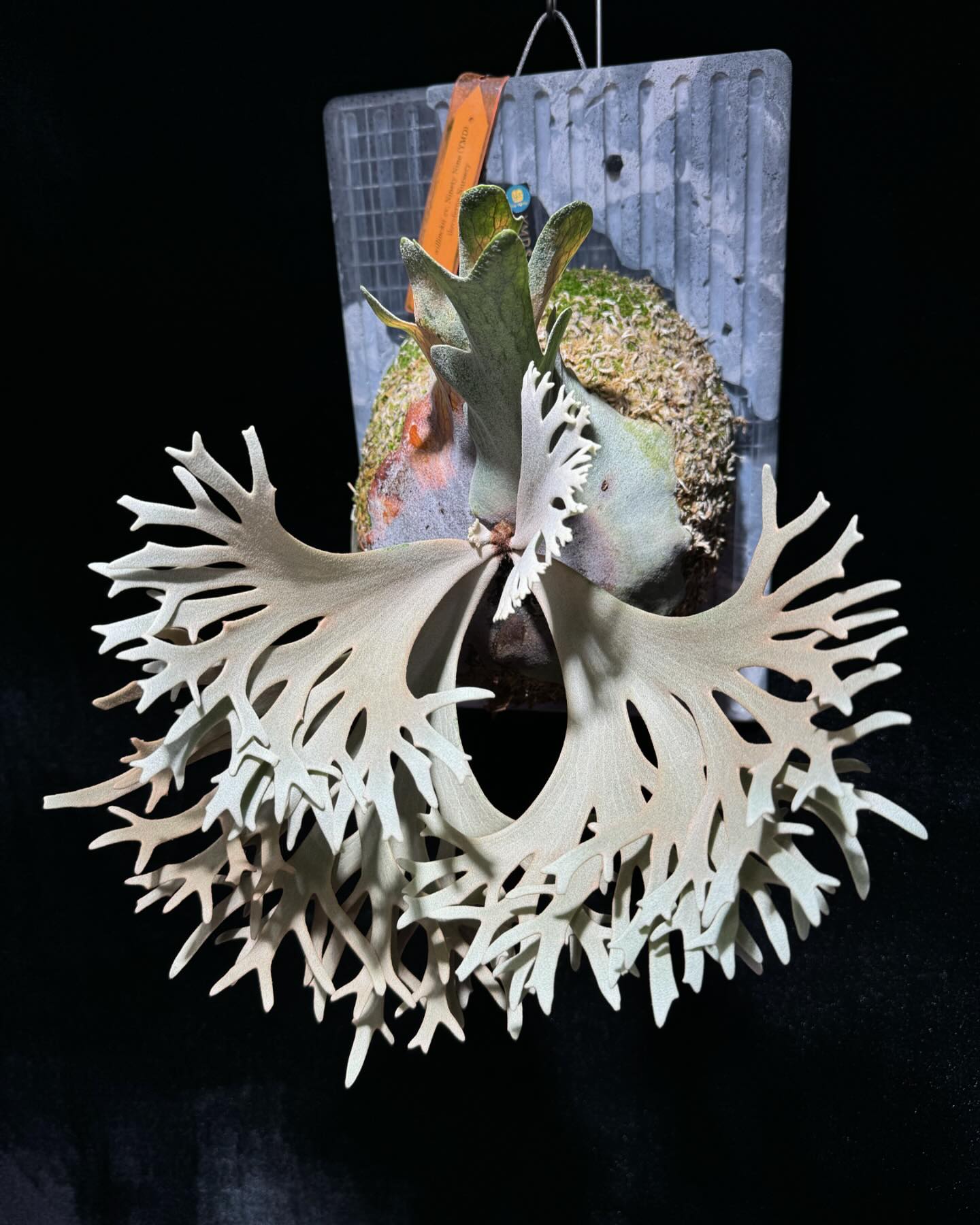ふ*も様 P. willinckii 'Kaguya' spore【迦具夜】ビ