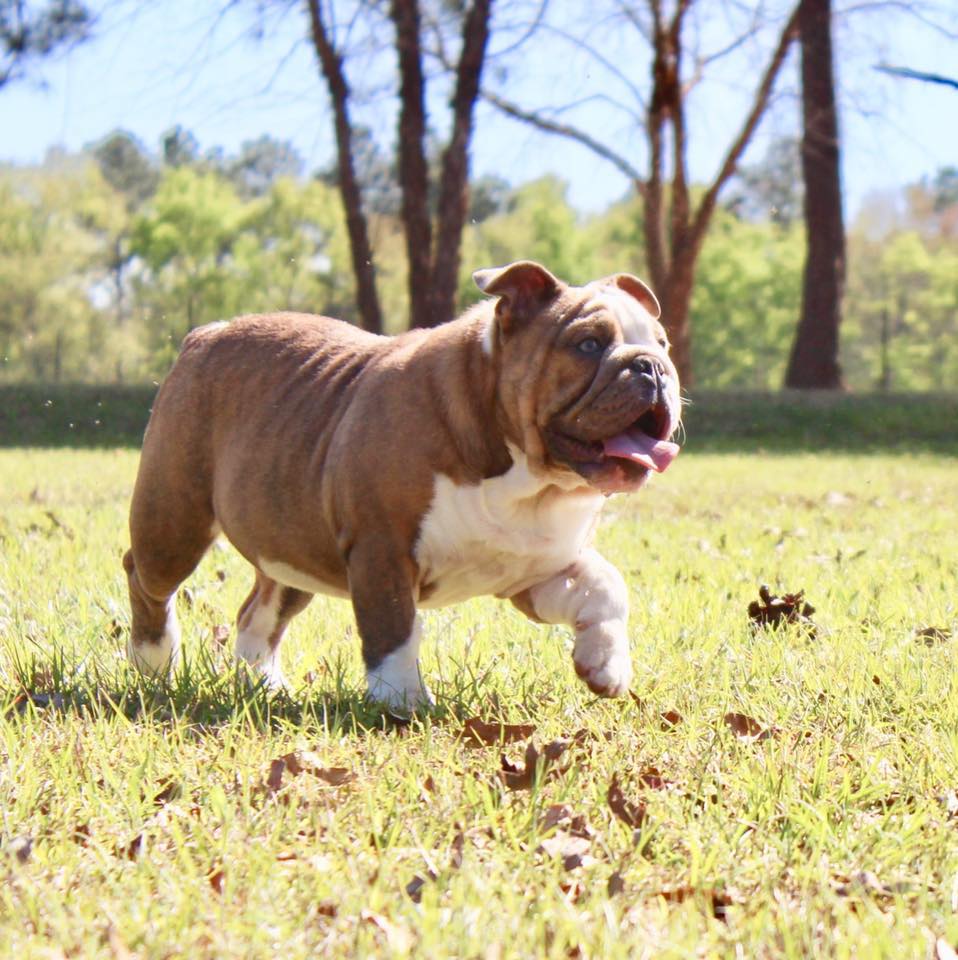 Lockerman's English... - Lockerman's English Bulldogs