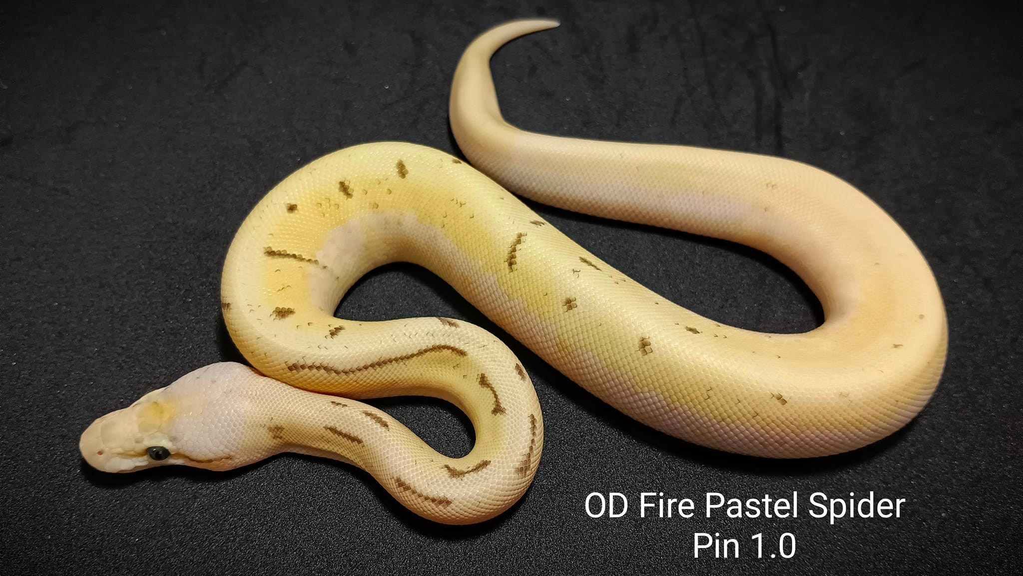 Snake Gentleman - แก็งค์เด็กส้ม OD combo 💥 ผู้ OD Pastel...