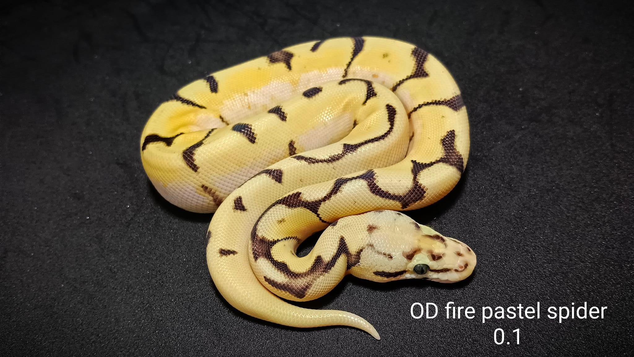 Snake Gentleman - แก็งค์เด็กส้ม OD combo 💥 ผู้ OD Pastel...