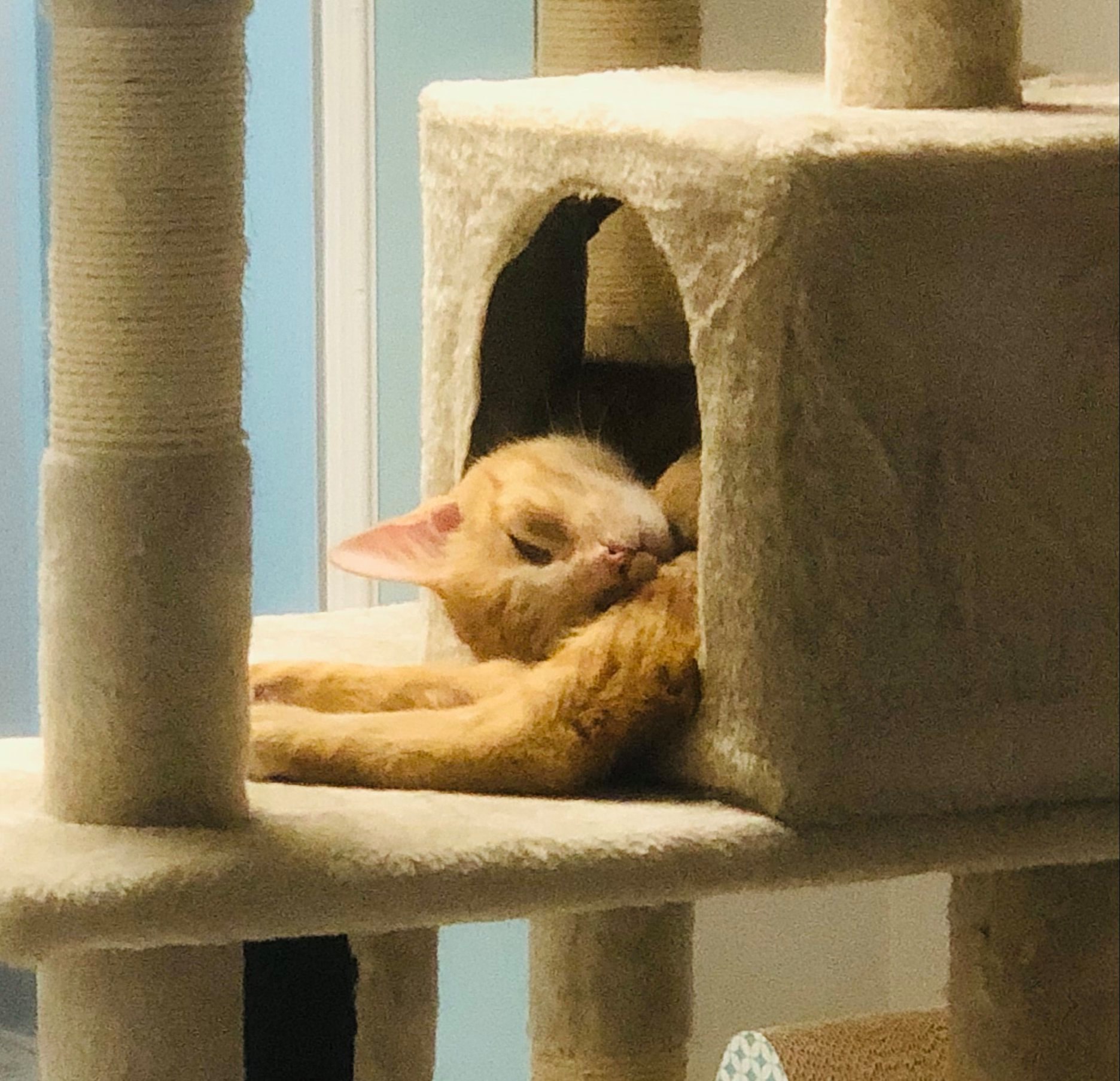 When we recently took in four cats, we gave them all bug names ...