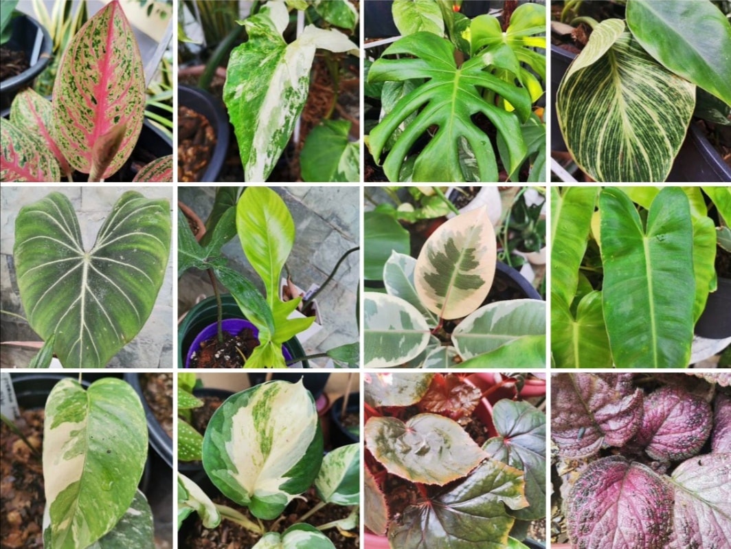 Plants R Us | Lapu-Lapu City