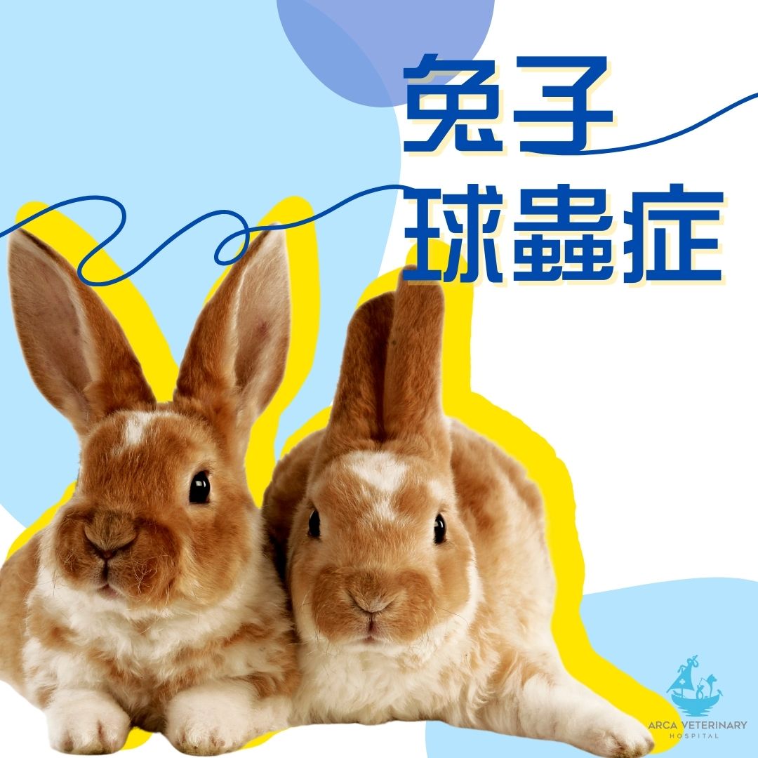 免子球蟲症 最近不停落雨，... - Arca Veterinary Hospital 小動物及珍禽異獸醫院