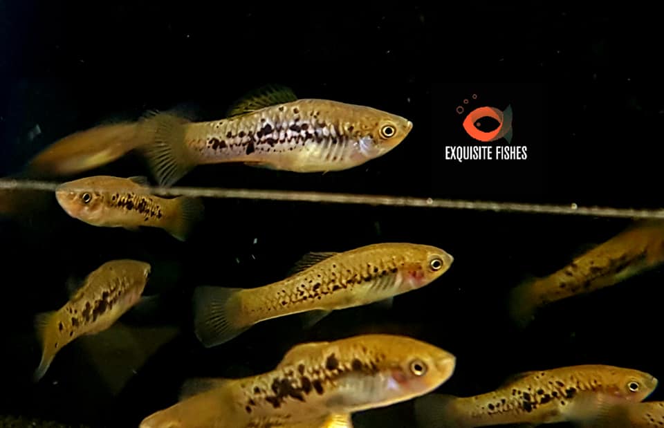 🎊🎊🎊Selamat Hari Raya Eid al-Adha to all... - Exquisite Fishes