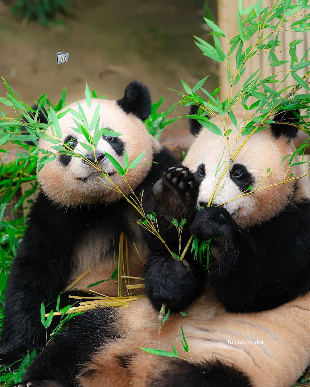 Pandas Around The World | Rùi or hui chubby always cute and beautiful 😍 ...