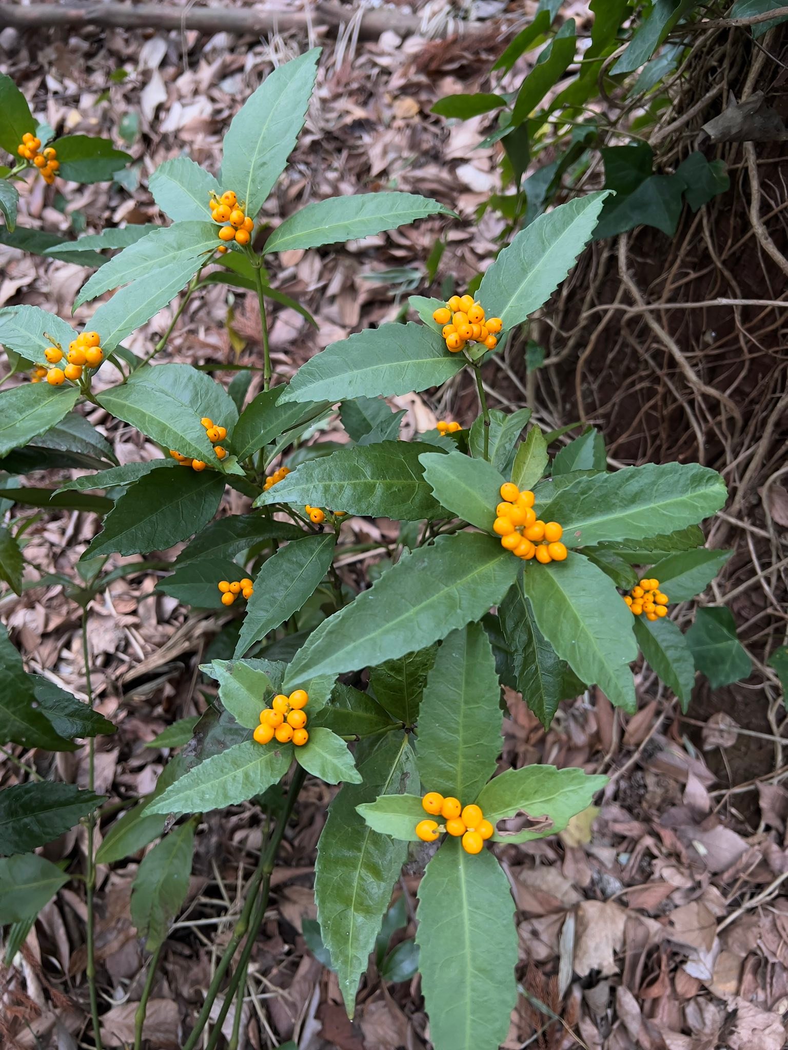 Ohshima - #Urticales #Cannabaceae #Aphananthe aspera (Thunb.) Planch. # ...