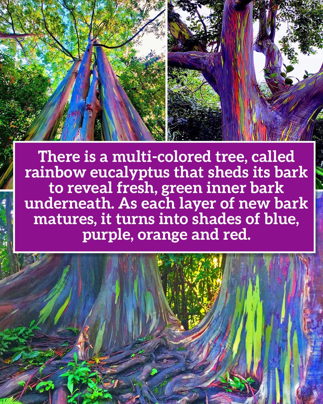 Rainbow Eucalyptus!! 🌈🌈