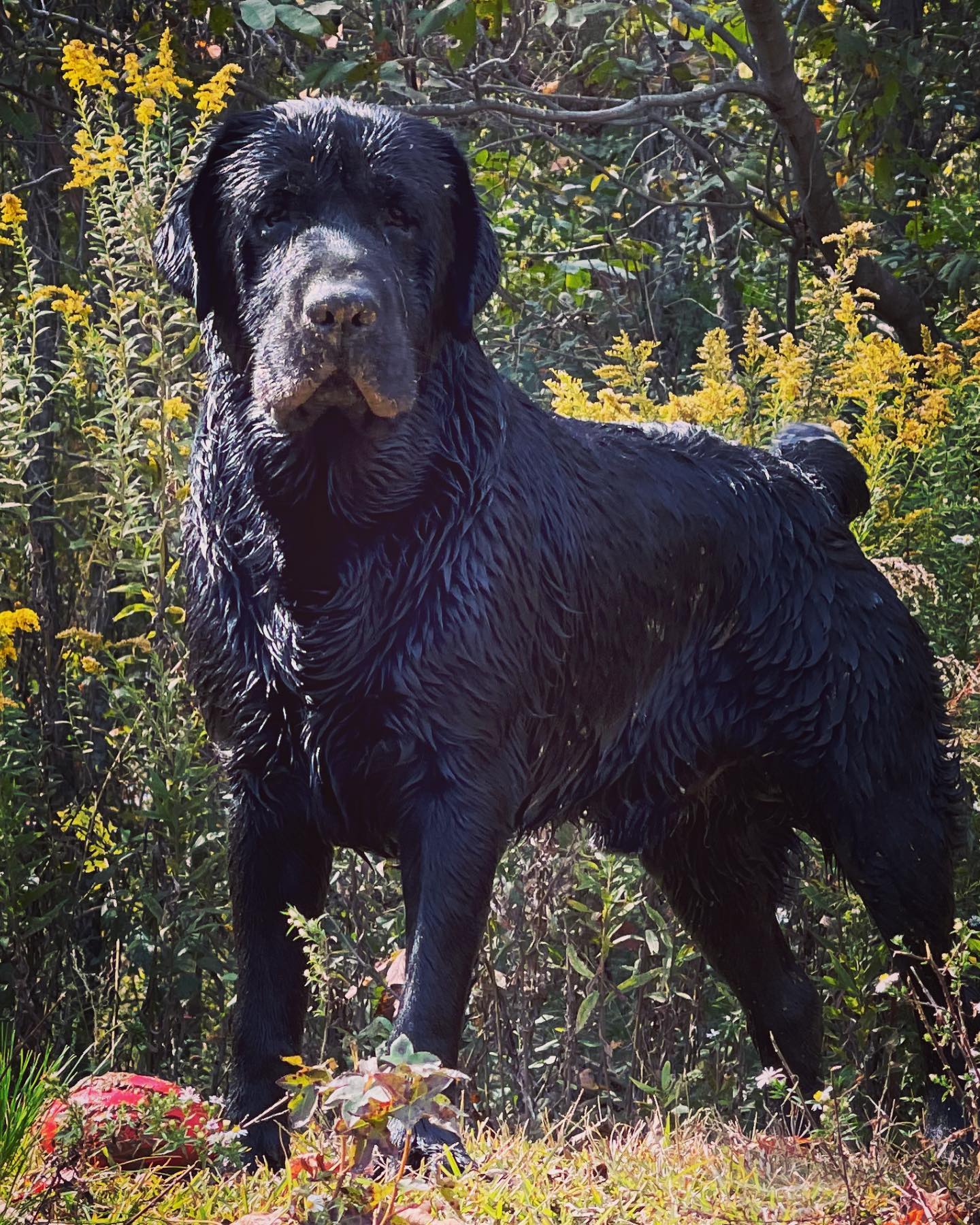 Tried & True Labradors