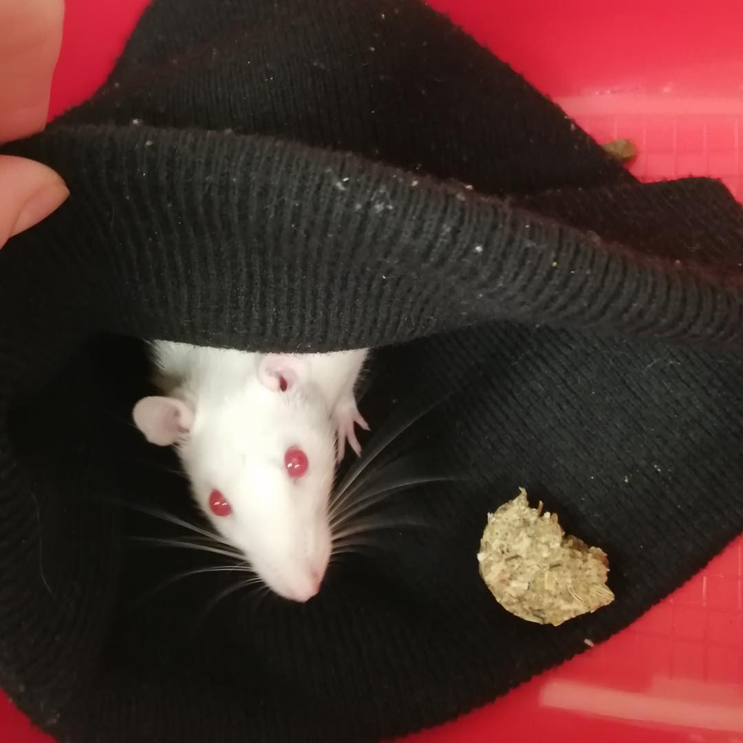 USPCA - Meet Cucumber, a very sweet pet rat who paid our... | Facebook