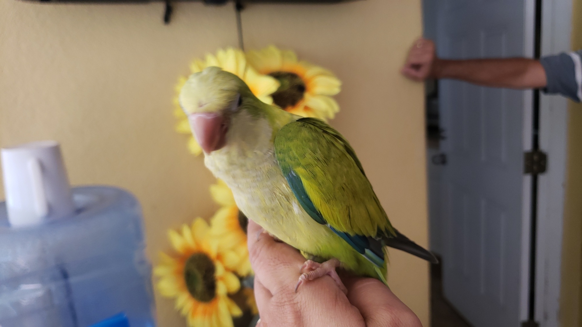 Beautiful Rare Color quaker parrot...