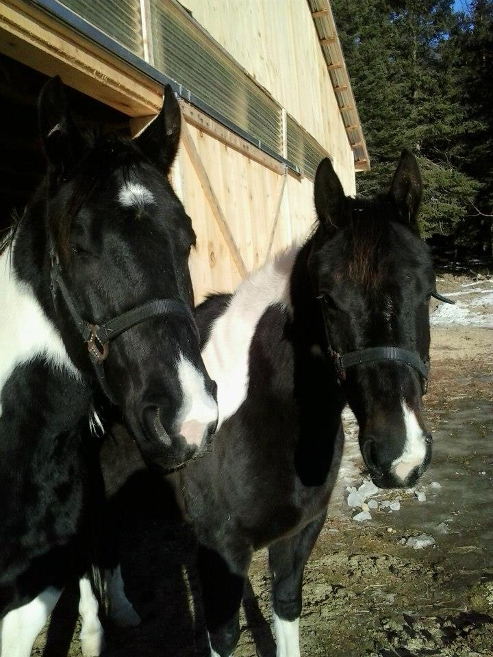 Little Acres Ranch | Richibucto NB