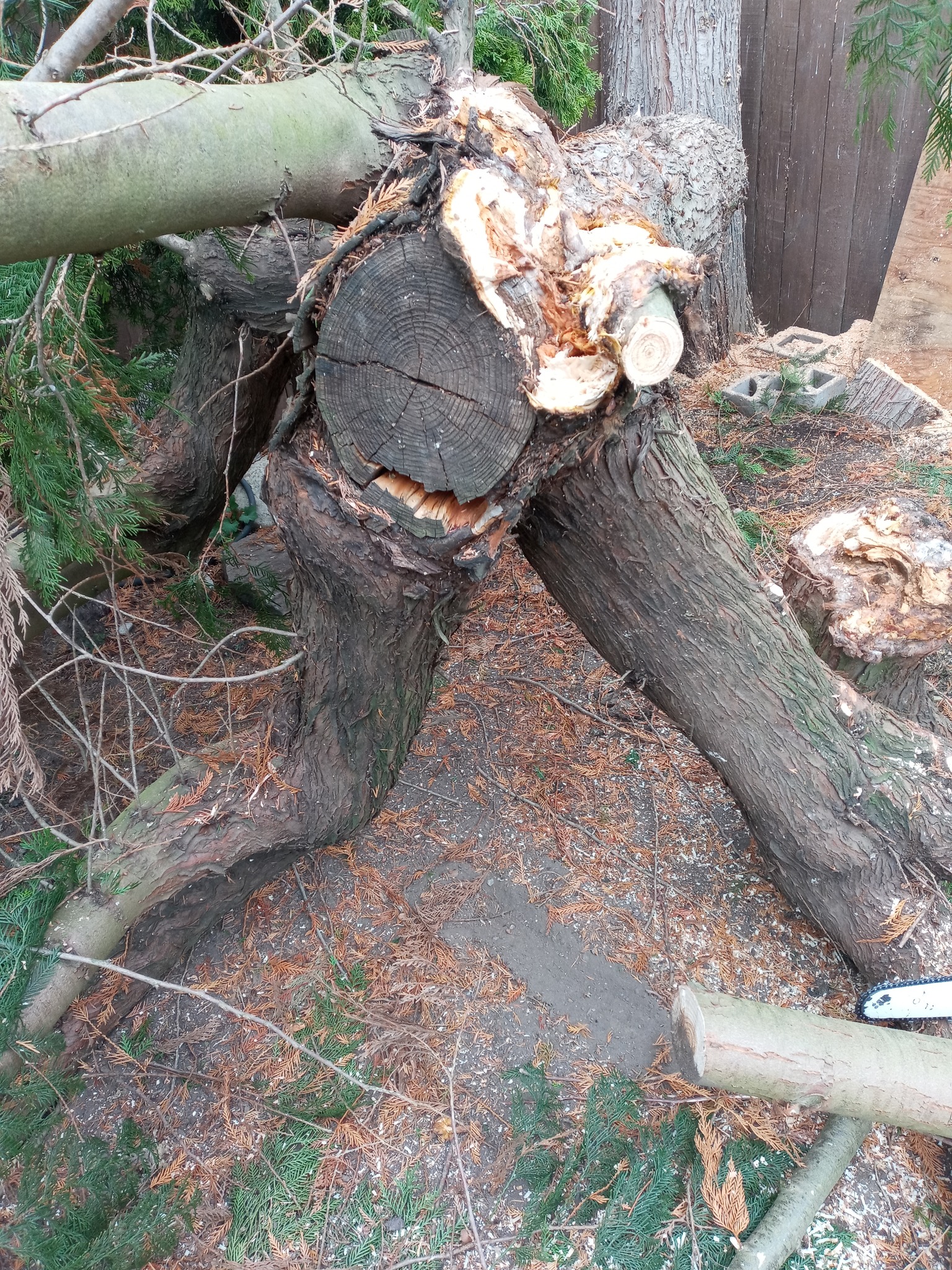 High Point Tree Works | Salmon Arm BC