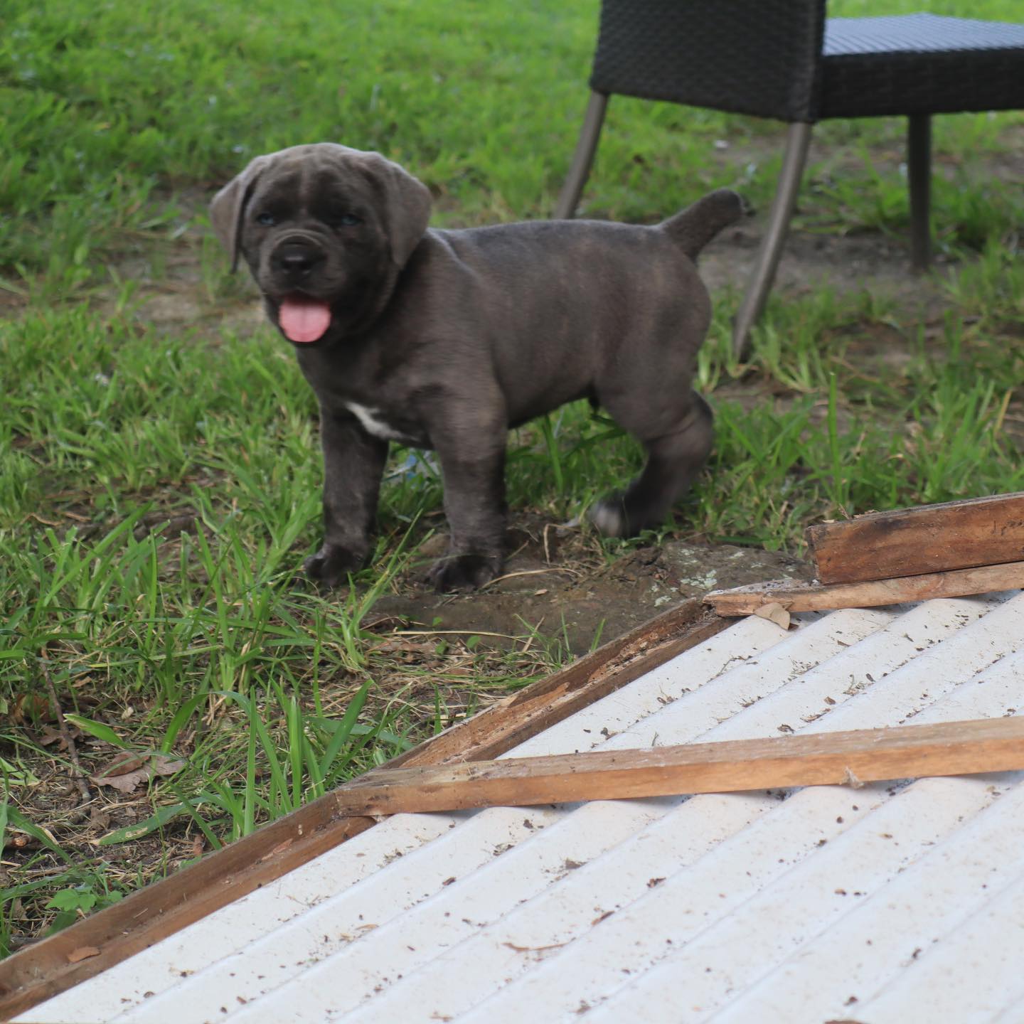 The Original Cane Corso, according... - New Wave Cane Corso