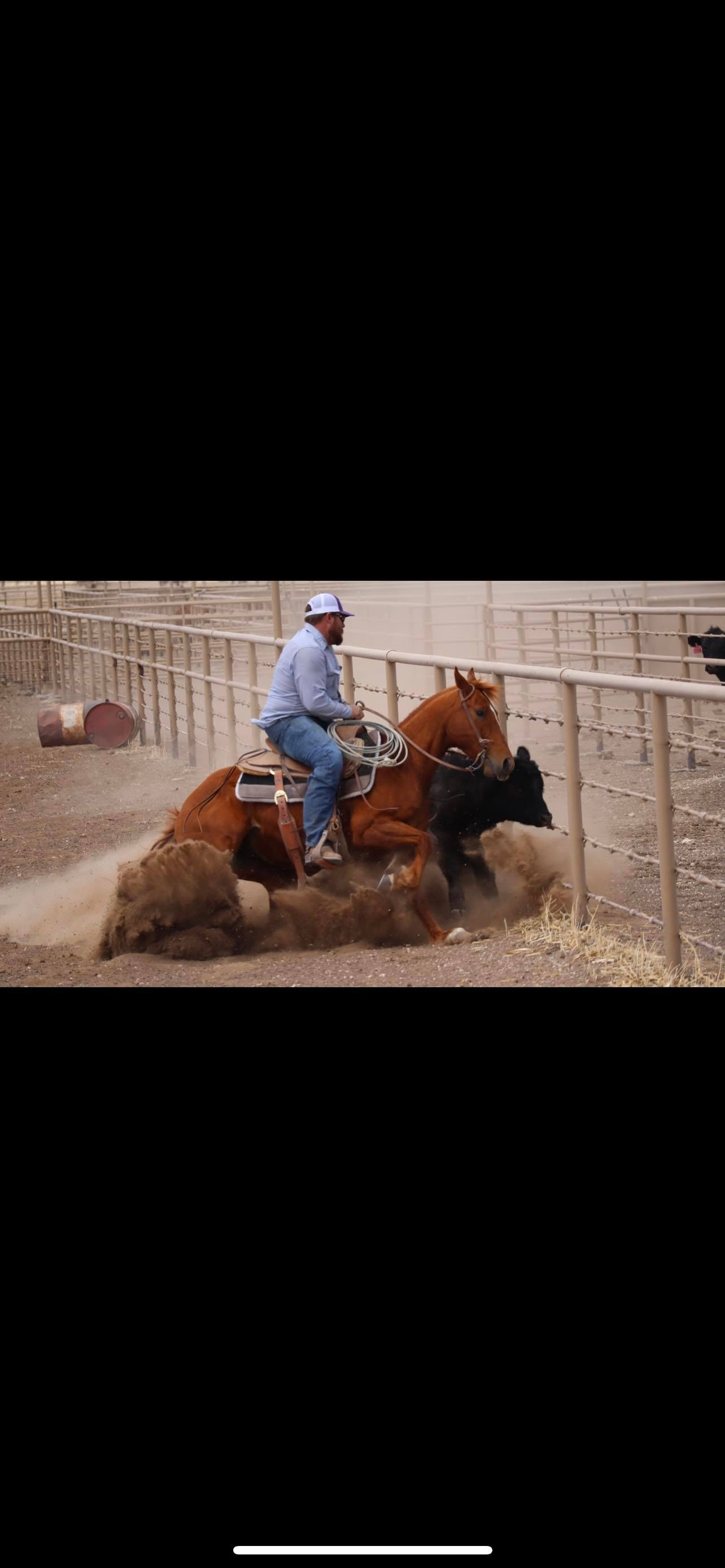 T&M Ranch and Performance Horses