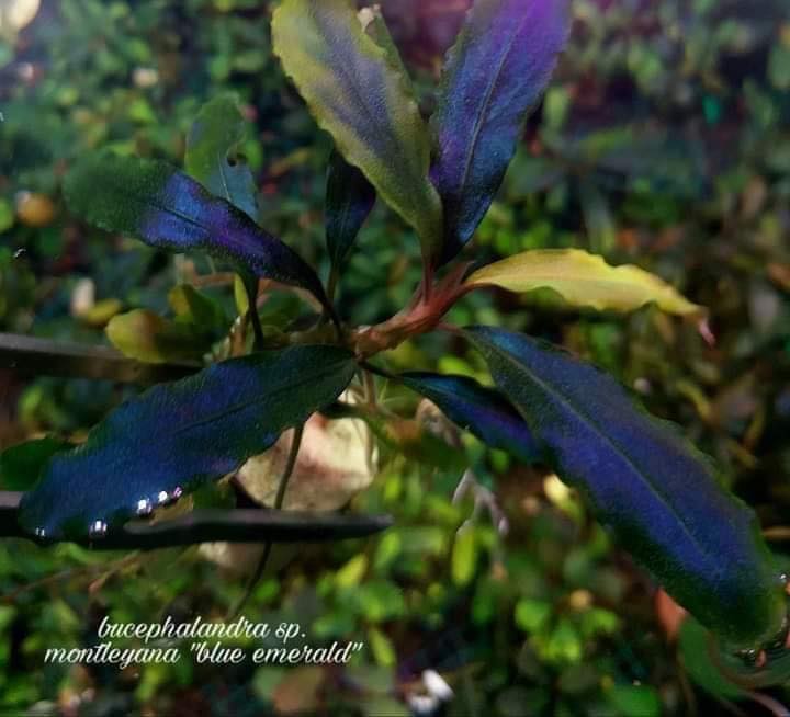 Bucephalandra sp. Emerald Bucephalandra sp.Emerald 大型水上株